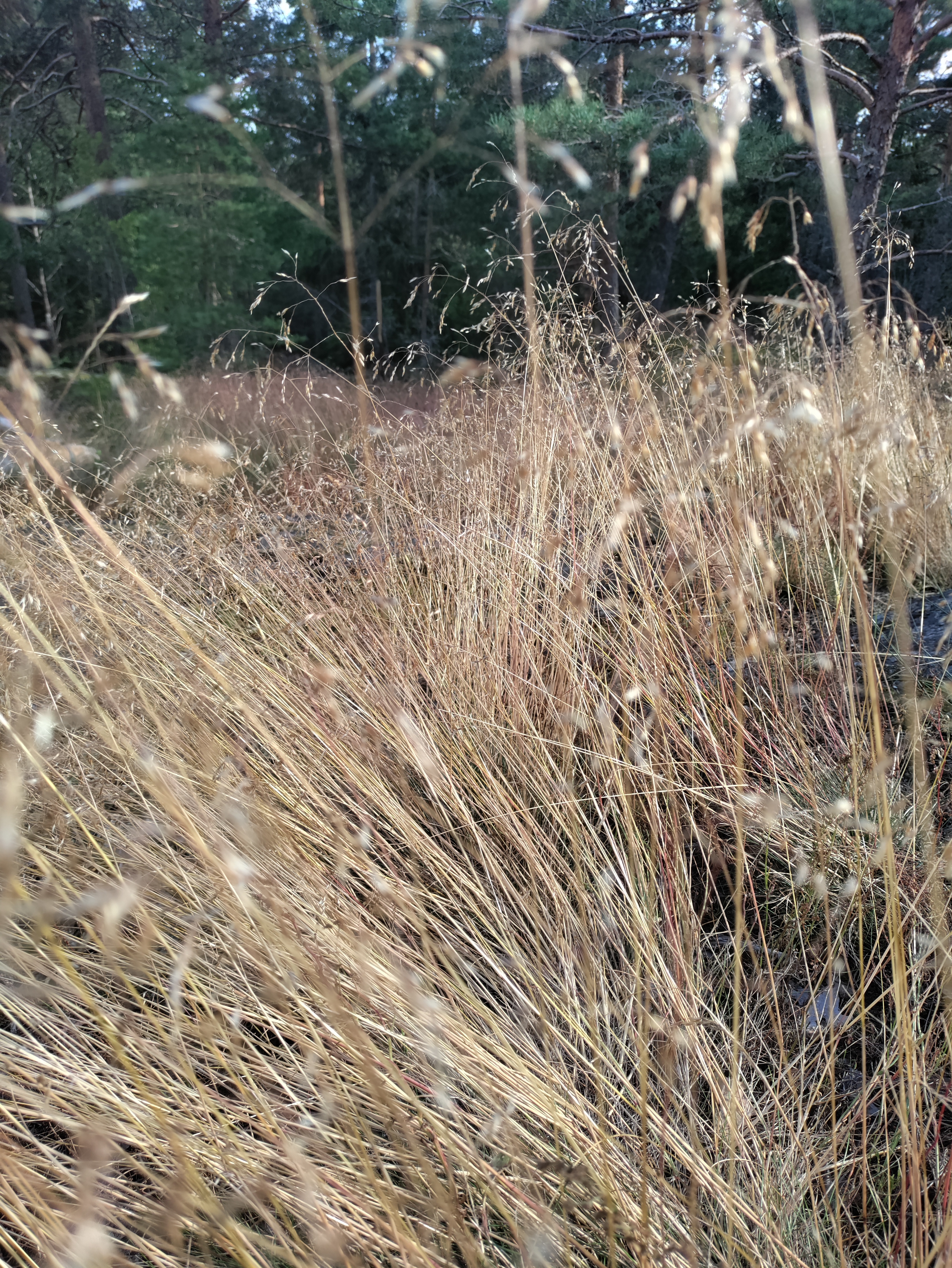 long golden strands of a wild herb looking like hay, most of them are standing upright but a few have bended under the wind in shapes reminescent of waves; some dark spruces are visible in the background