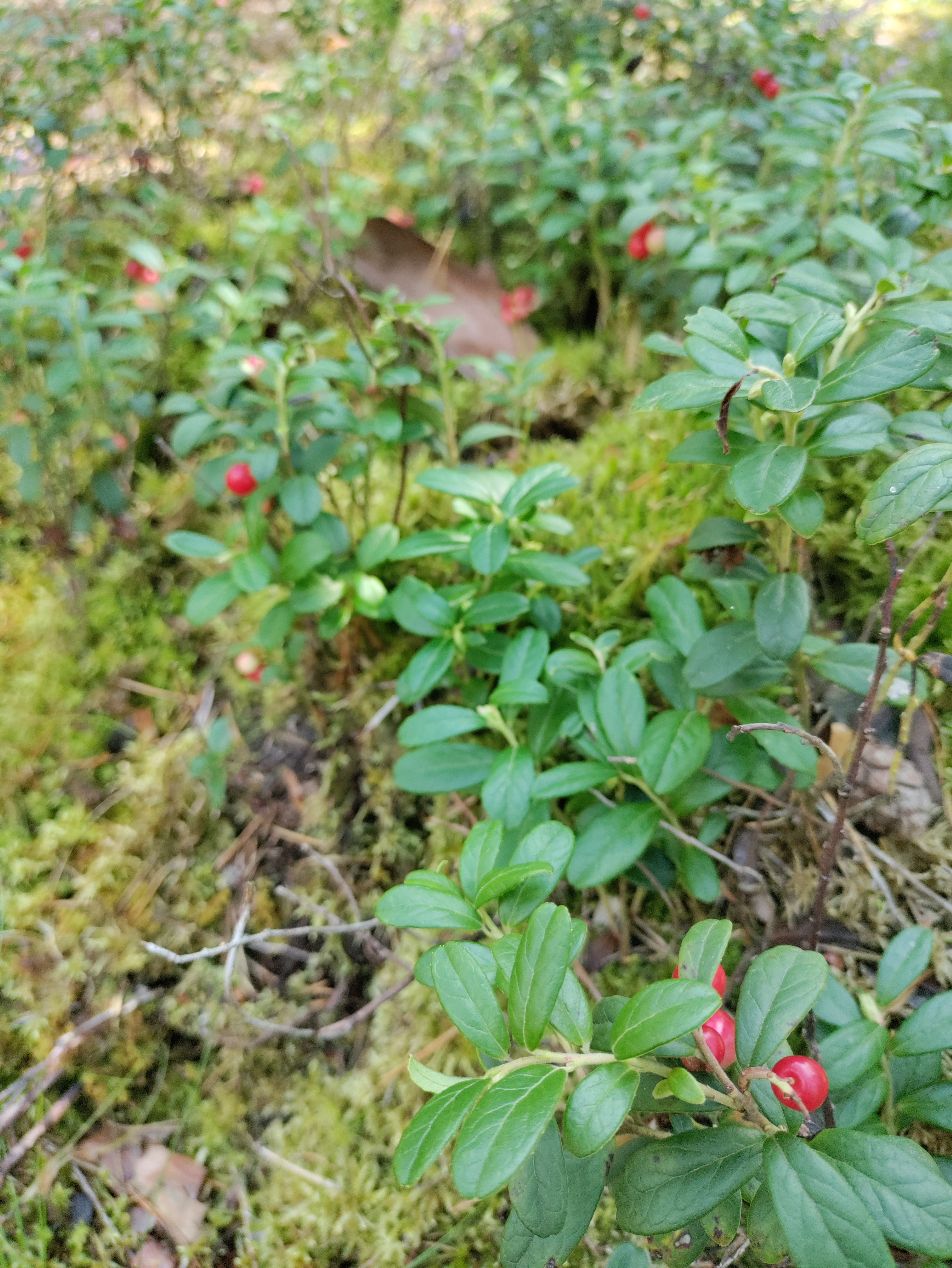 a few bushes of lingonberries, carrying some bright red berries, on top of a mossy floor