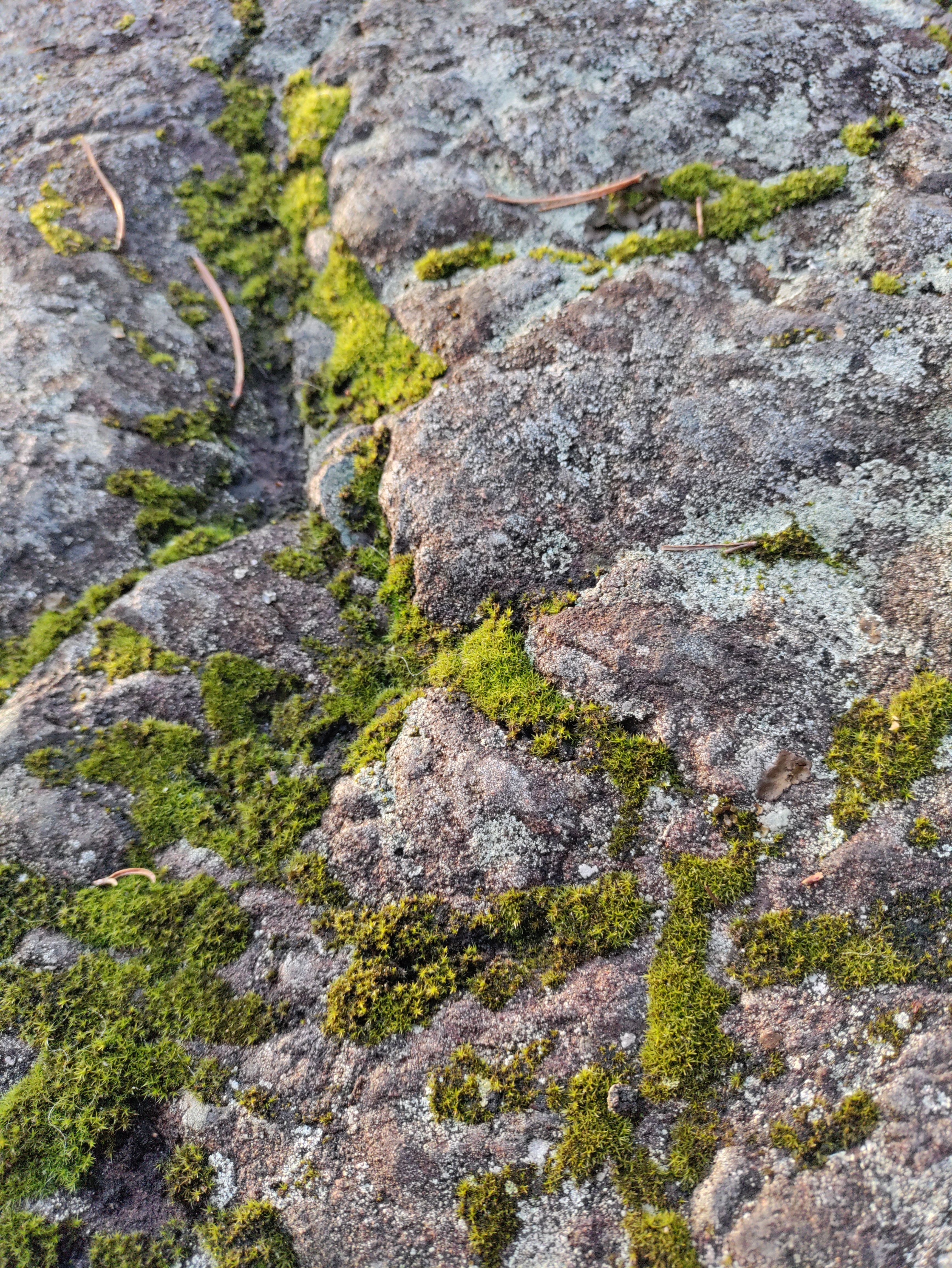 a few drops and lines of bright green moss and light blue lichen on a grey-red rock
