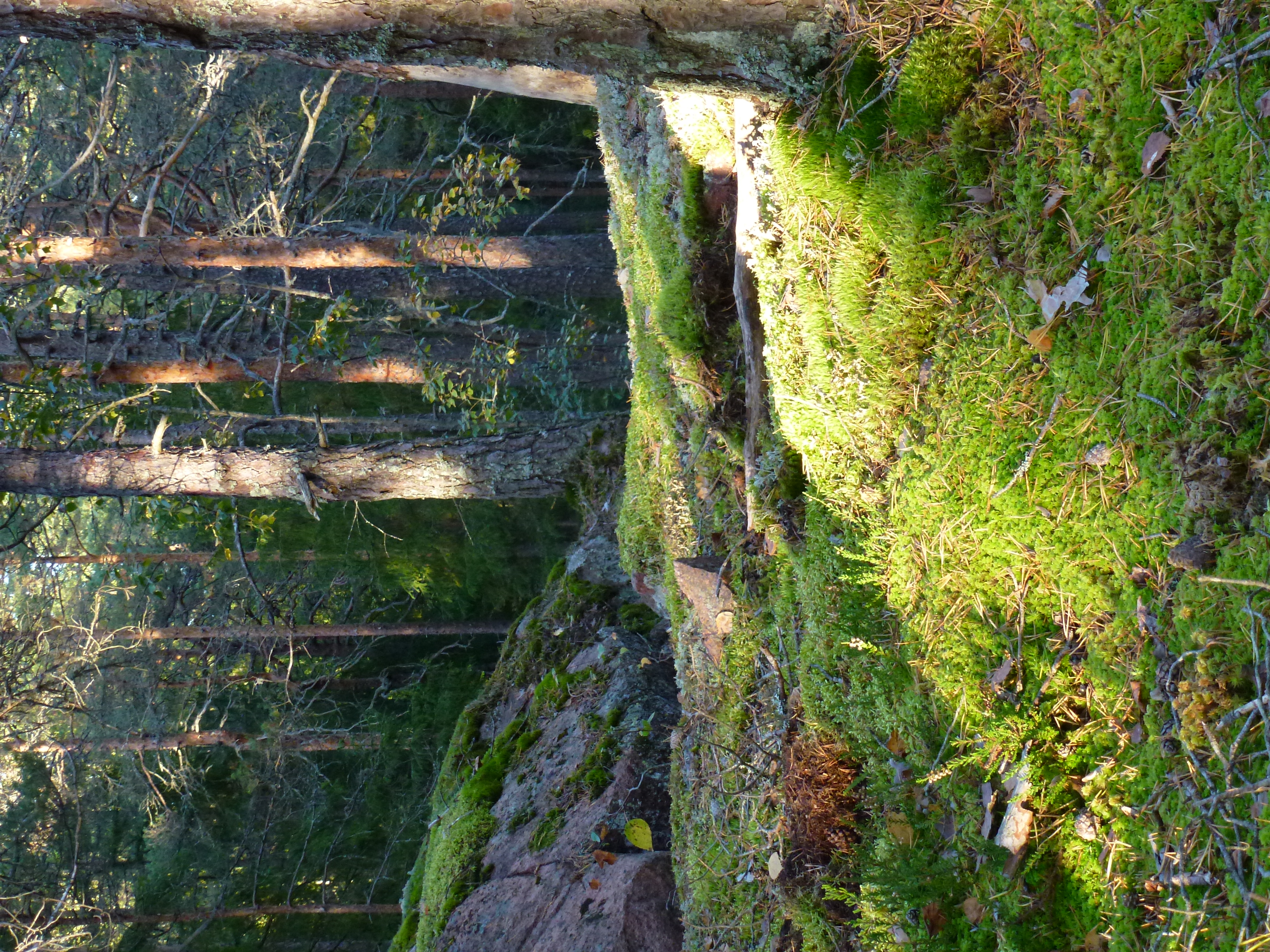 picture of moss lit up by the sun. In the background are some pine trees, partially lit up by the sun, and some large mossy rocks. The focus of the picture is on the bight green moss in the forefront, which is lit up by a diagonal ray of sunshine. A few pine needles, leaves and bits of bark are also visible on the moss.