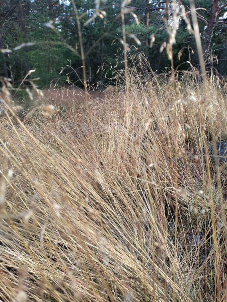 long golden strands of a wild herb looking like hay, most of them are standing upright but a few have bended under the wind in shapes reminescent of waves; some dark spruces are visible in the background