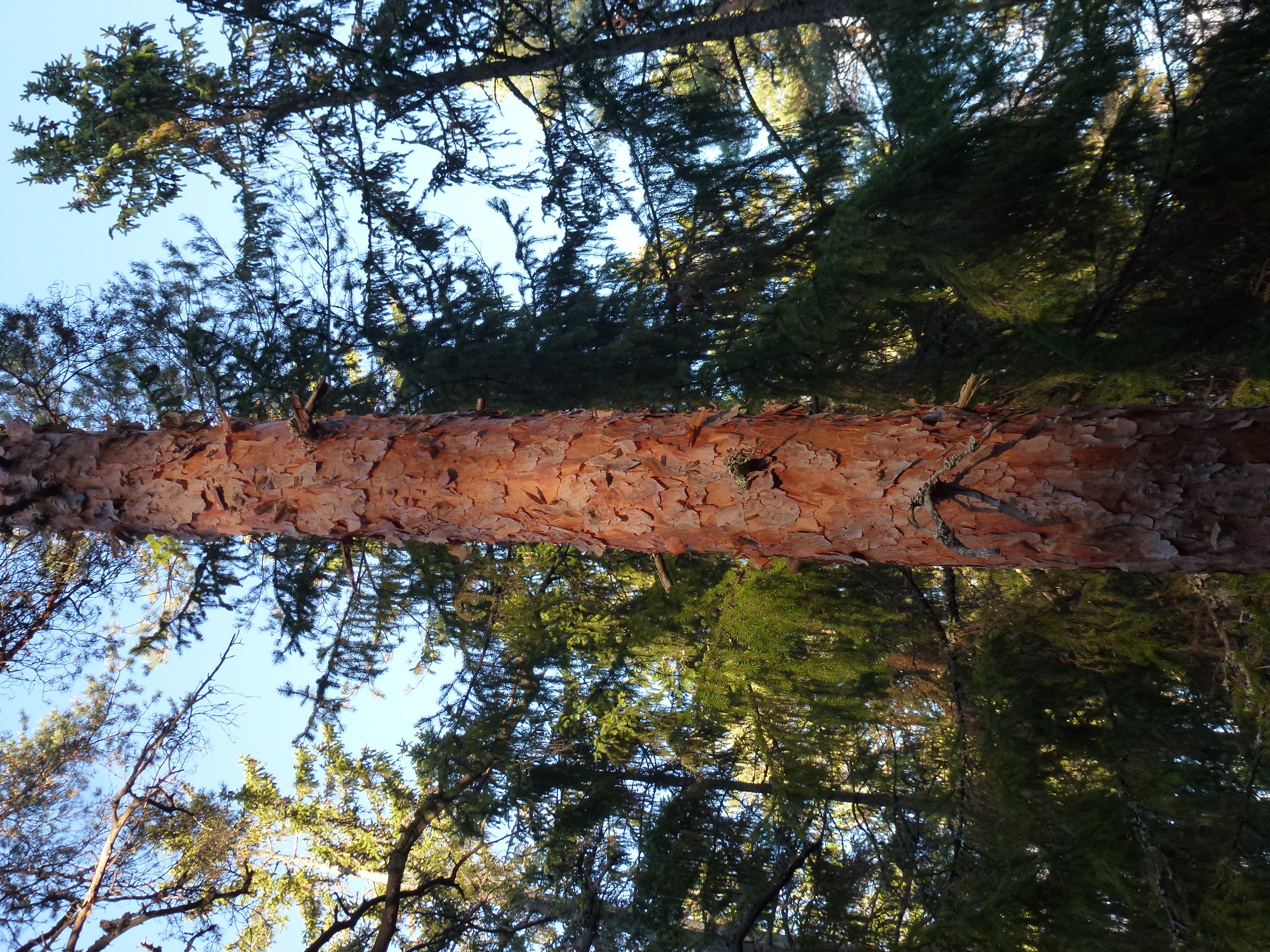 picture of the trunk of a pine tree, partially lit up by the sun. The pine tree trunk is only partially lit up, with its top and bottom in the picture staying in the shadows, just like the fir trees in the background, which are almost completely in shadow. Against this, the lit up part of the trunk stands out, bright orange and its bark flaky.