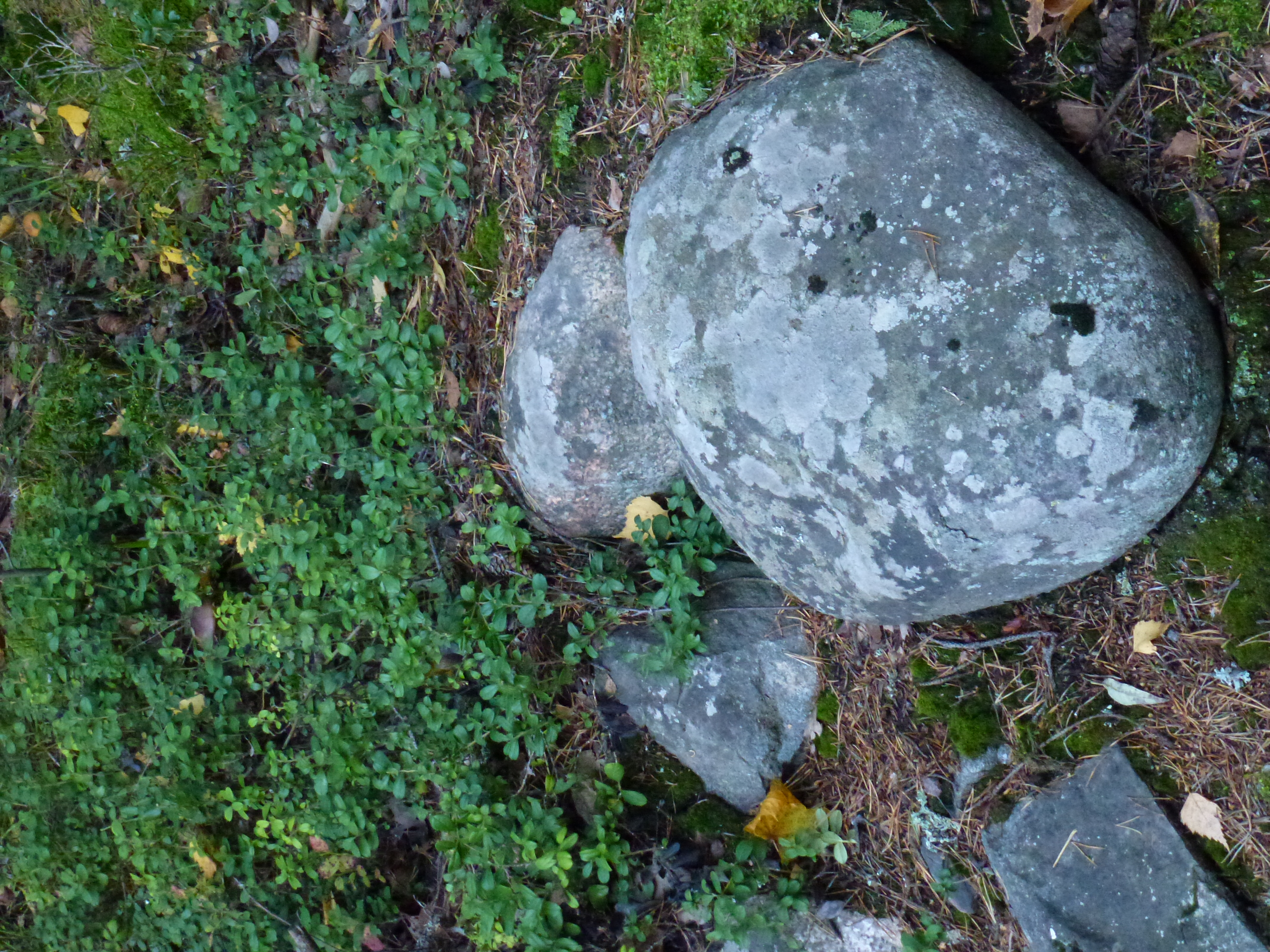 picture of some stones in front of blueberry bushes. In the bottom of the picture is a large, rounded grey stone with some light lichen and dark moss spots. Next to it are a few sharper stones of the same color, and they're surrounded by light brown pine needles. The top half of the image is full of small, bright green blueberry bushes, on which a few orange and yellow tree leaves have fallen.