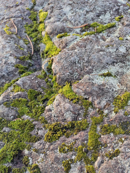 a few drops and lines of bright green moss and light blue lichen on a grey-red rock
