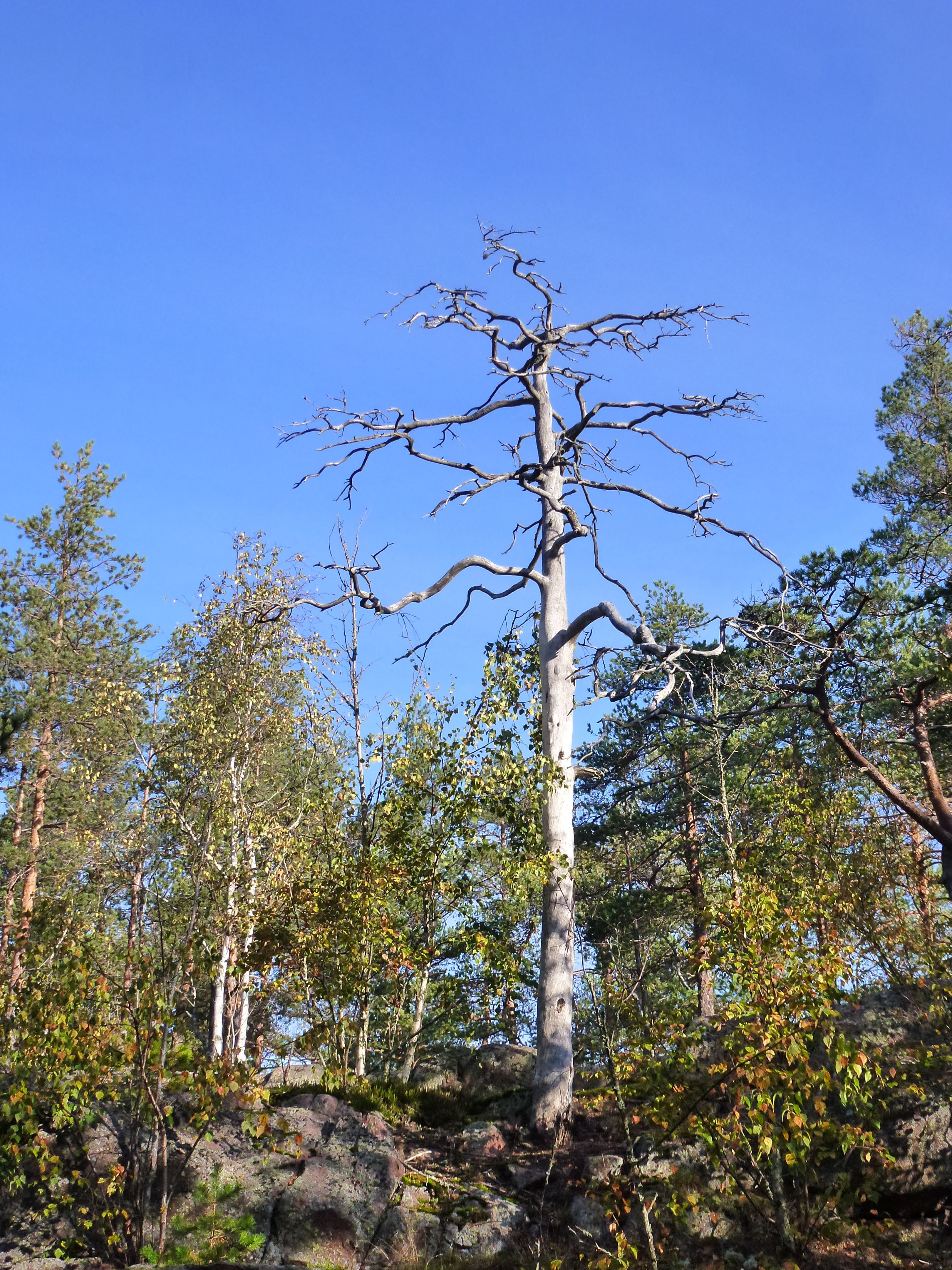 picture of a beautiful dead tree, standing tall amongst younger alive trees. The sky behind the tree is bright blue, the sun is shining in the green and yellow leaves of the younger trees, and the dead tree's bark looks white in the light.