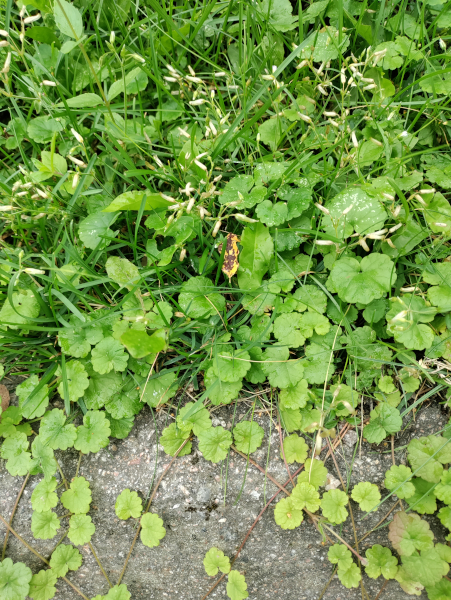 a close up of a semi-wild lawn, there are some grass blades, small white flowers which look like rice grains, and a creeping plant with round leaves; on the bottom of the picture, the creeping plant is expending to a concrete path